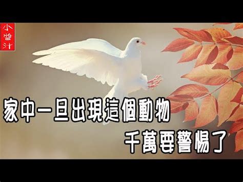 鳥死在門口|【小鳥死在家門口】鳥死家門口快小心！大運已過小心暗災降臨